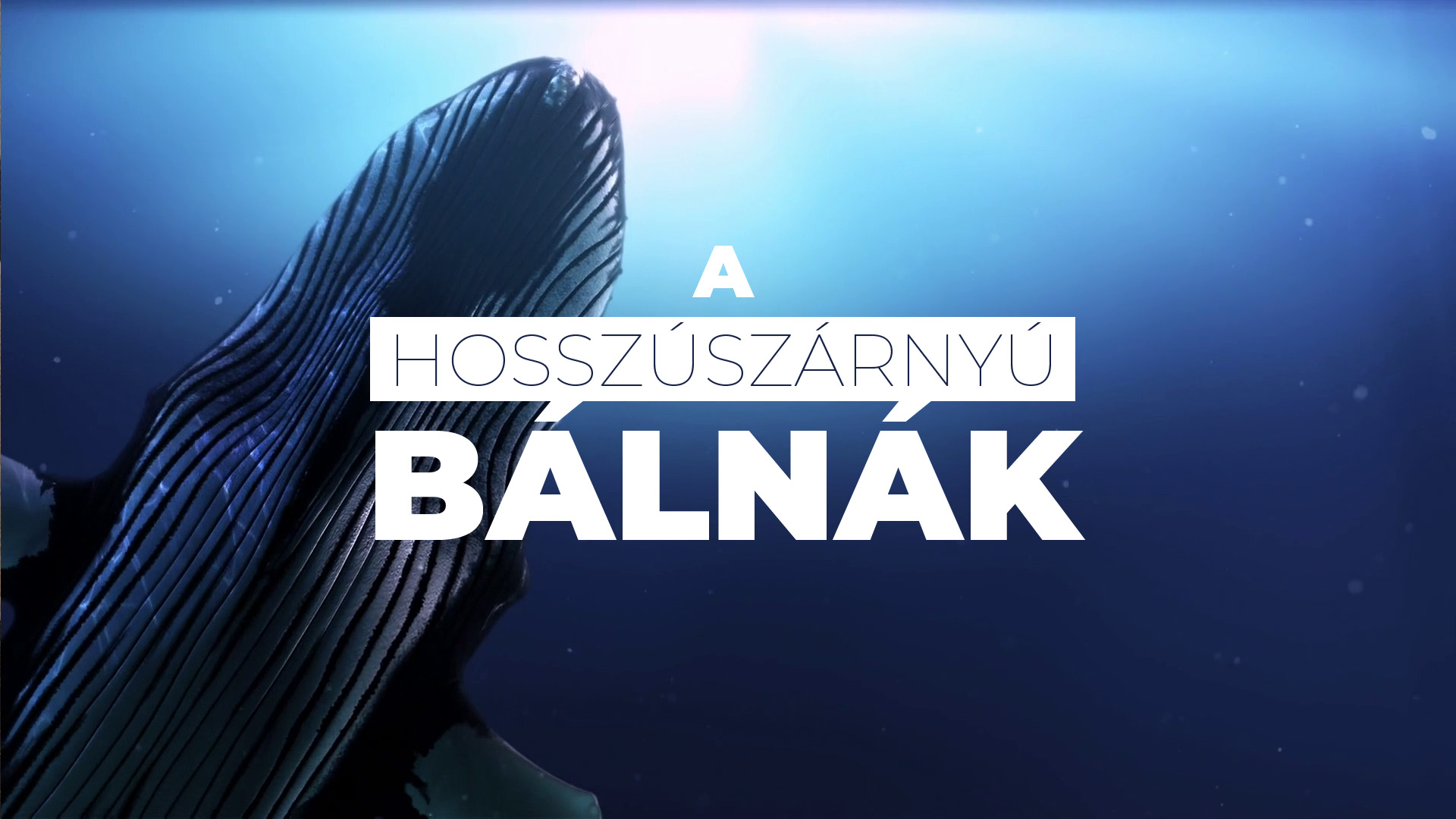 A hosszúszárnyú bálnák…