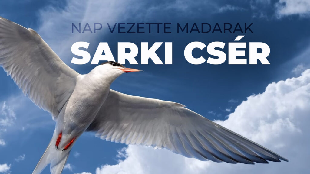 Sarki Csér - Nap vezette madarak